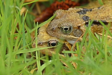 Grasfrösche (Rana temporaria) bei der Paarung