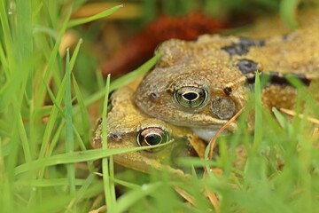 Grasfrösche (Rana temporaria) bei der Paarung