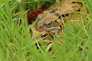 Grasfrösche (Rana temporaria) bei der Paarung