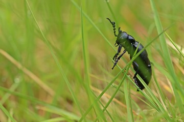 Männlicher Schwarzblauer Ölkäfer (Meloe proscarabaeus) im Gras