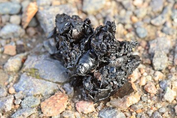 Kot mit Chitinresten des Schwarzblauen Ölkäfers (Meloe proscarabaeus).