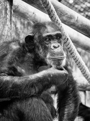 Singe chimpanzé se tient le menton et se pose des questions en noir et blanc
