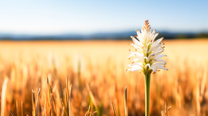 Obraz premium A single white flower is standing in a field of yellow flowers.