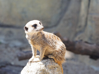 Jeune suricate debout sur un pierre sous le soleil tourne la tête vers la droite