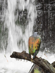 Oiseau gris de dos aux ailes orange devant une cascade d'eau