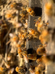 bees - 773188635