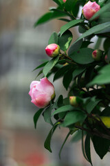 Close-up of light pink camellia buds in bud in spring, photographed in Shanghai, China