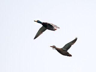 Deux canards col vert mâle et femelle en vol l'un à côté de l'autre vus d'en bas