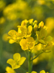 yellow flowers - 773189682