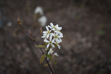 Premières petites fleurs de printemps - fleurs blanches
