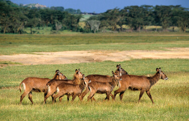 Cobe defassa, Kobus defassa, Parc national de Nakuru, Kenya - obrazy, fototapety, plakaty