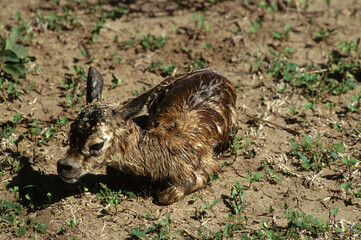 Gazelle de Thomson, Jeune, naissance, Gazella thomsoni, Kenya