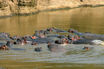 Hippopotame, Parc national de Masai Mara, Kenya - obrazy, fototapety, plakaty