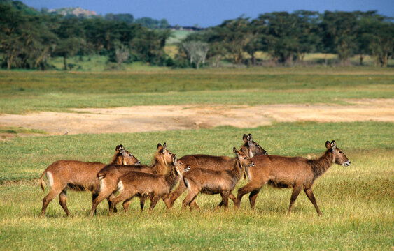 Cobe defassa, Kobus defassa, Parc national de Nakuru, Kenya