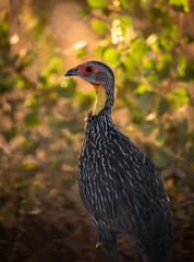 Yellow necked male spur fowl in the wild