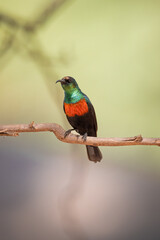 Marico sunbird on a branch