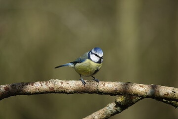 blue tit (Cyanistes caeruleus)