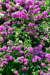 Flowering bougainvillea (Bougainvillea glabra) in Ribeirao Preto, Sao Paulo, Brazil