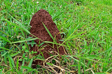 Termite mound on grass, Ribeirao Preto, Sao Paulo, Brazil