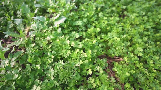 close up of green corianders, Coriander Field Stock video, Close up fresh growing coriander cilantro leaves in vegetable plot