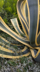 Large variegated agave grows in the flowerbed