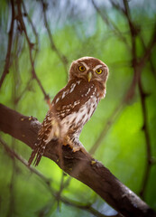 Pygmy owl on branch