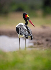 Saddle billed stork in the wilderness