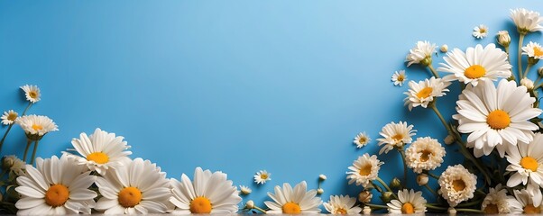 Beautiful White daisies flowers on a blue background with copy space Place for text.