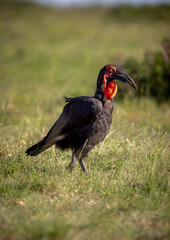 southern ground hornbill wandering around