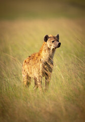 Hyena in the grass