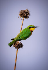 Little bee eater on a stem