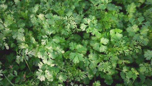close up of green corianders, Coriander Field Stock video, Close up fresh growing coriander cilantro leaves in vegetable plot