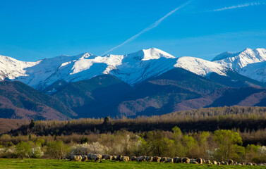 Countryside landscape with a flock of sheep in the field and in the background the Fagaras mountains covered with snow on their peaks