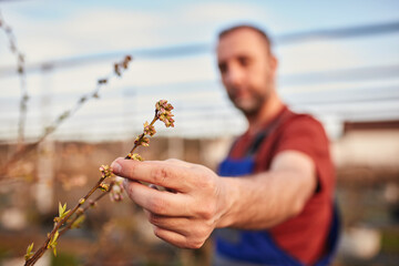 Farmer inspecting spring buds in blueberries organic farm. Shallow depth of field on the hand.