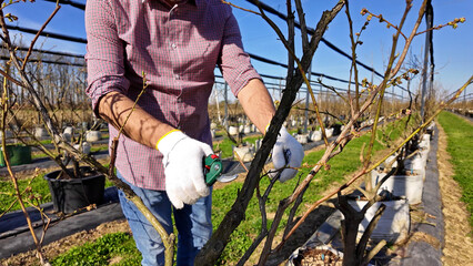 A male gardener with pruning shears carefully examines and cuts the budding branches of a plant, indicating the start of the spring season in an blueberries organic farm. - obrazy, fototapety, plakaty