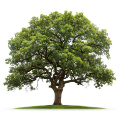 Obraz premium tree isolated on white background