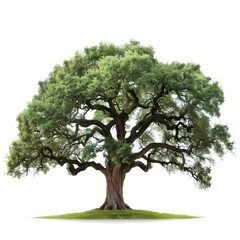 tree isolated on white background