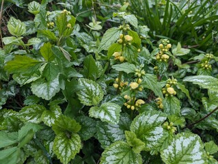 Yellow Archangel flowers (Lamium galeobdolon)