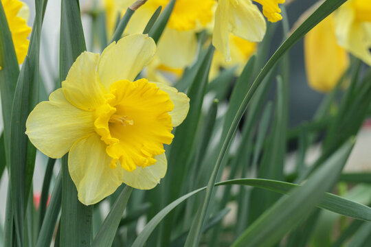 Yellow, large-cupped daffodil. Narcissus classification group 2.