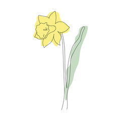 Web Linear narcissus flower. Lineart. Stain, Spot,  Abstraction - obrazy, fototapety, plakaty