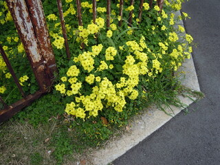 オオキバナカタバミ