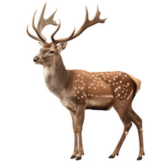 Obraz premium deer isolated on white. 