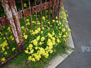 オオキバナカタバミ