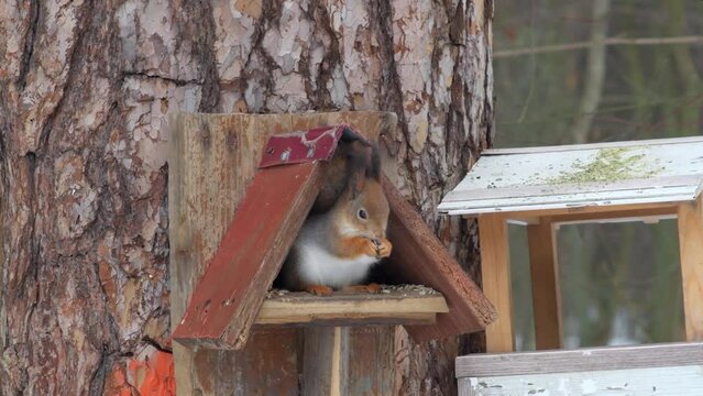 A small red squirrel sits in an old wooden feeder on a tree trunk. Wild animal in cold climate. Helping animals in winter.