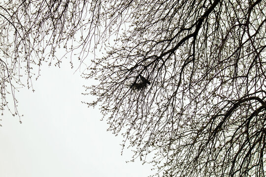 A tree with bare branches against a cloudy sky on a winter day
