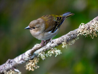 Madeira chaffinch (Fringilla coelebs maderensis) at the Balcoes viewpoint near Ribeiro Frio on Madeira Island