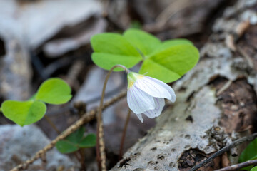 First White Spring Flowers Close Up Illuminate Forest with Natural Splendor.