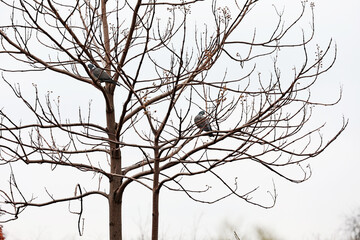 Two pigeons in the Paulownia Tomentosa tree, the Princess Tree.