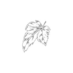Vector pencil sketch of a currant leaf. Black and white illustration.