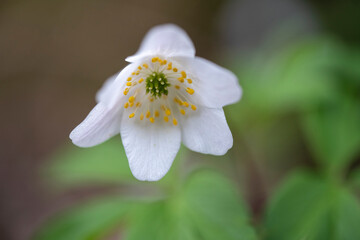 First White Spring Flowers Close Up Illuminate Forest with Natural Splendor.